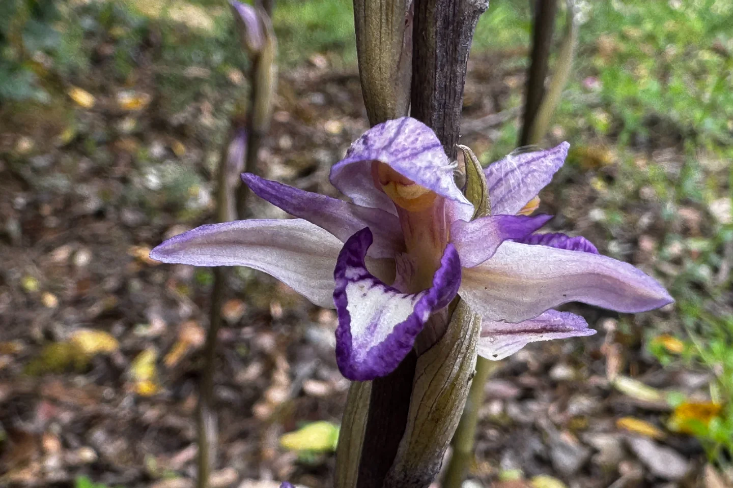Wilde Orchidee als Beispiel für die Pflanzenwelt der Region